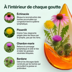 DRAINANT LYMPHATIQUE
